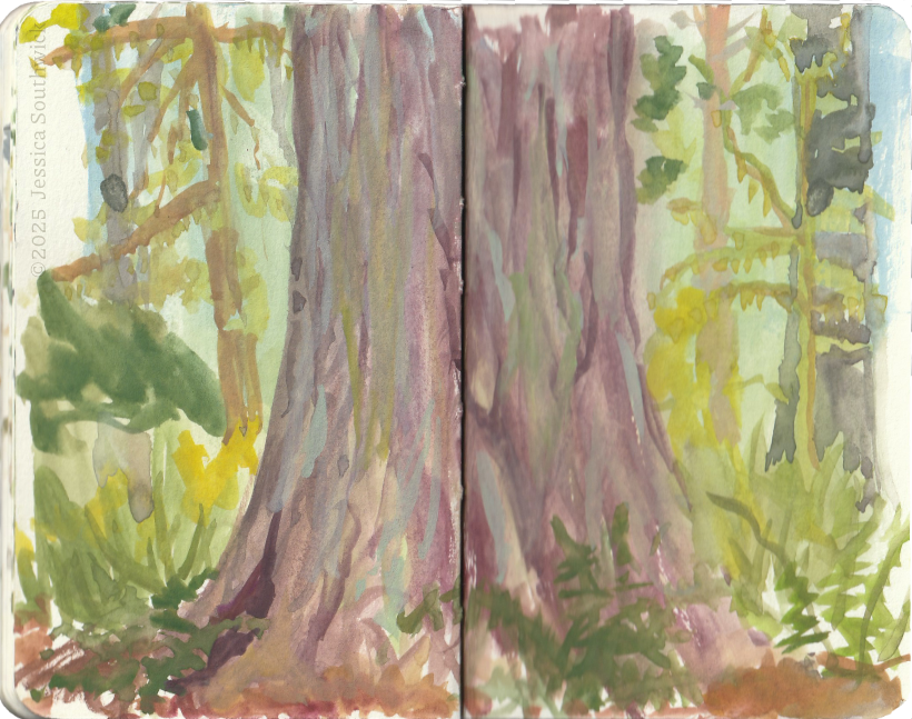 Gouache sketch of base of redwood tree with forest beyond, by Jessica Southwick
