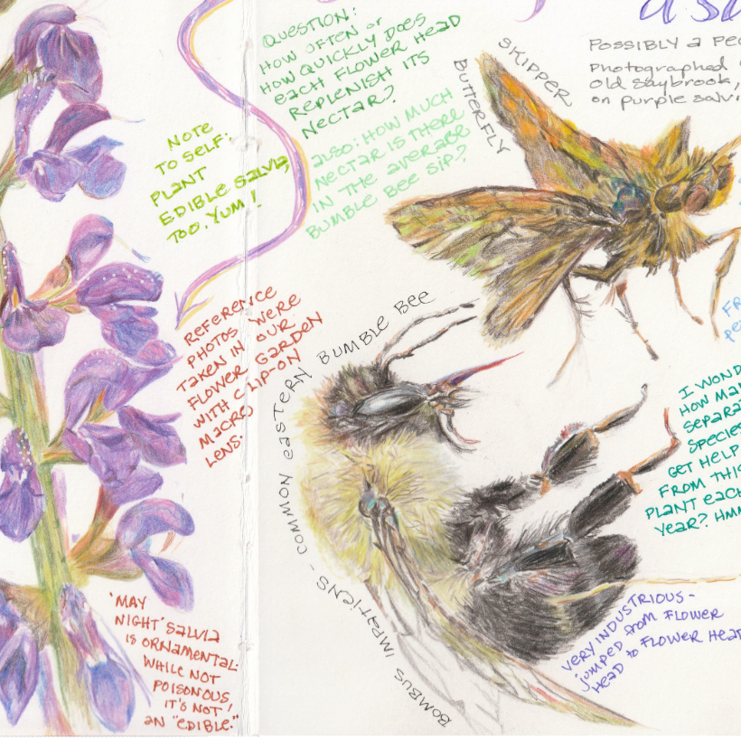 Detail of spread from nature journal featuring close-up illustrations of purple salvia flowers, bumble bee, and skipper butterfly rendered in watercolor pencil by Jessica Southwick.
