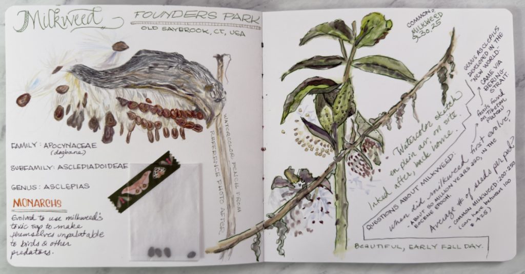 Nature Art Journal spread of milkweed pod and plant with notes and info about milkweed and a small glassine envelope containing milkweed seeds, by Jessica Southwick