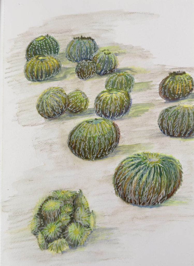 Mixed media sketchbook image of barrel cactuses in the Kate O. Sessions Cactus Garden in Balboa Park in San Diego, by Jessica Southwick