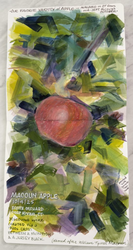 Gouache nature art journaling spread of a Macoun apple with foliage and notes on the variety, by Jessica Southwick