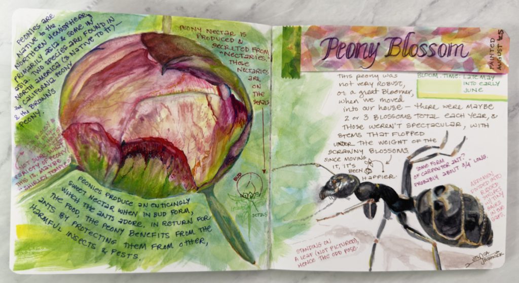 Sketchbook mixed media work showing peony blossom and ant, by Jessica Southwick