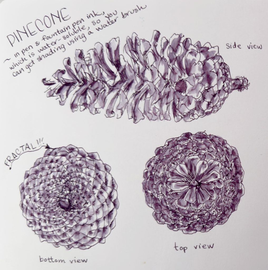 Fountain pen and muted purple ink drawings of different views of a pinecone, focusing on the natural fractals that occur in pinecones, by Jessica Southwick