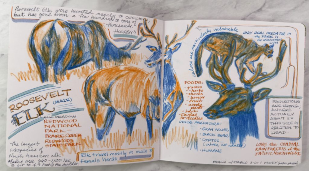 Nature art journal spread with pictures in orange and blue of Roosevelt Elk as well as their major predator, the mountain lion, by Jessica Southwick